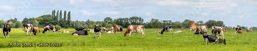 Cows grazing in the pasture, a group peaceful and sunny, a herd in Dutch landscape of flat land with a wide blue sky with white clouds © Clara