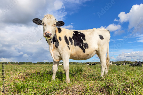 Happy dairy cow side view and full length  cheerful standing in a green field with a blue sky