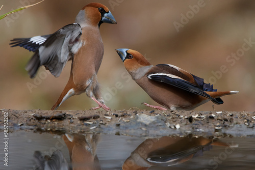 Tableau sur toile The hawfinch ,,Coccothraustes coccothraustes,, in its natural environment, Danub
