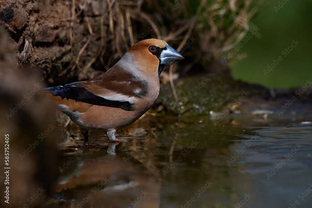 Obraz premium The hawfinch ,,Coccothraustes coccothraustes,, in its natural environment, Danubian wetland forest, Slovakia