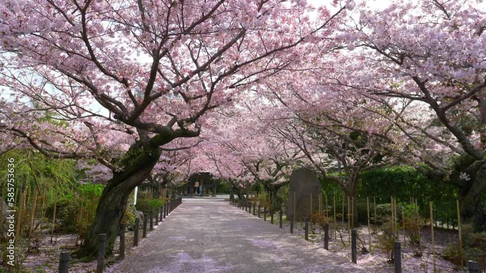 Sakura in bloom in a traditional Japanese shrine, cherry blossom in spring in Japan, walk in cherry blossom alley, gimbal shot Sakura in bloom in a traditional Japanese shrine, cherry blossom in spring in Japan, walk in cherry blossom alley, gimbal shot