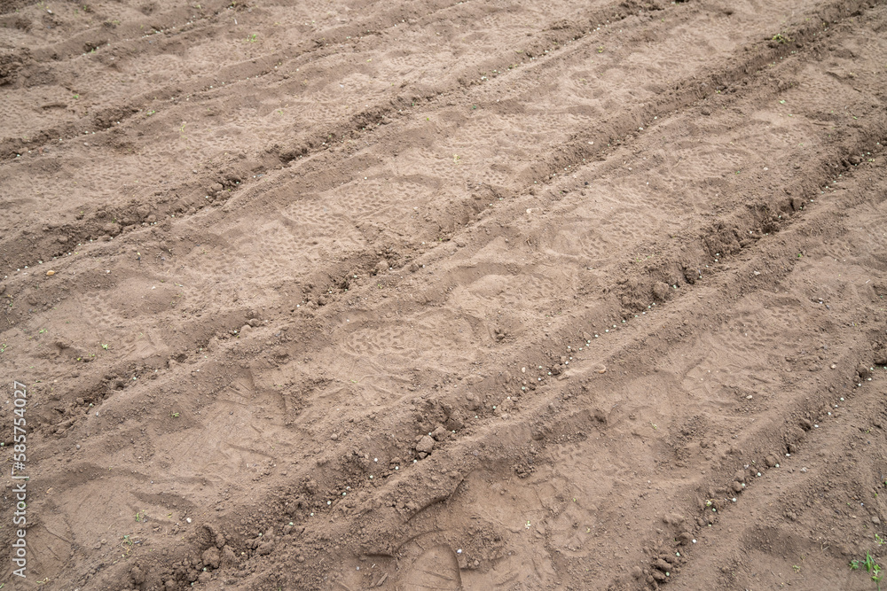 Sowing peas by hand in rows in prepared soil. Spring work in the garden. Sowing green peas. Sowing peas by hand in rows in prepared soil. Spring work in the garden. Sowing green peas.
