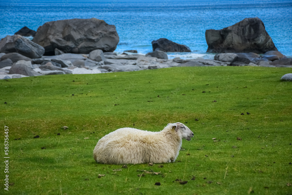 Obraz premium Cute sheep in the green meadow of Lofoten Islands, Norway