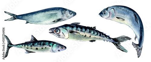 Set of herring and mackerel watercolor illustration isolated on white background.