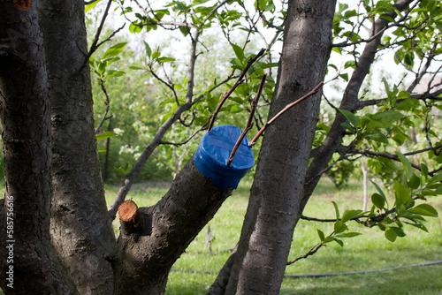 Grafting on fruit tree. method of grafting with cutting to obtain new variety of fruit. cut of tree is treated with garden pitch and electrical tape. Spring gardening.