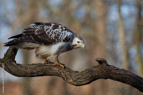 Common buzzard,, butoe buteo,, in its natural environment, Danubian wetland, Slovakia photo