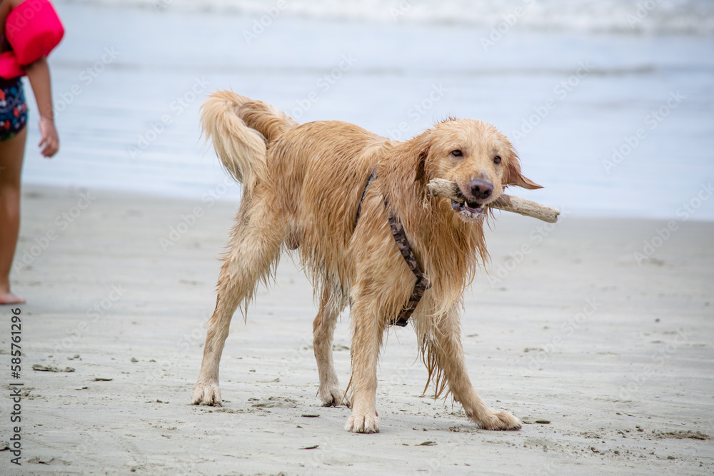 Na praia golden retriever é uma raça canina do tipo retriever originária da Grã-bretanha, e foi desenvolvida para a caça de aves aquáticas. Na praia golden retriever é uma raça canina do tipo retriever originária da Grã-bretanha, e foi desenvolvida para a caça de aves aquáticas.