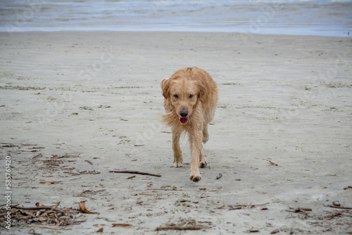 Na praia golden retriever é uma raça canina do tipo retriever originária da Grã-bretanha, e foi desenvolvida para a caça de aves aquáticas. © Luis Lima Jr