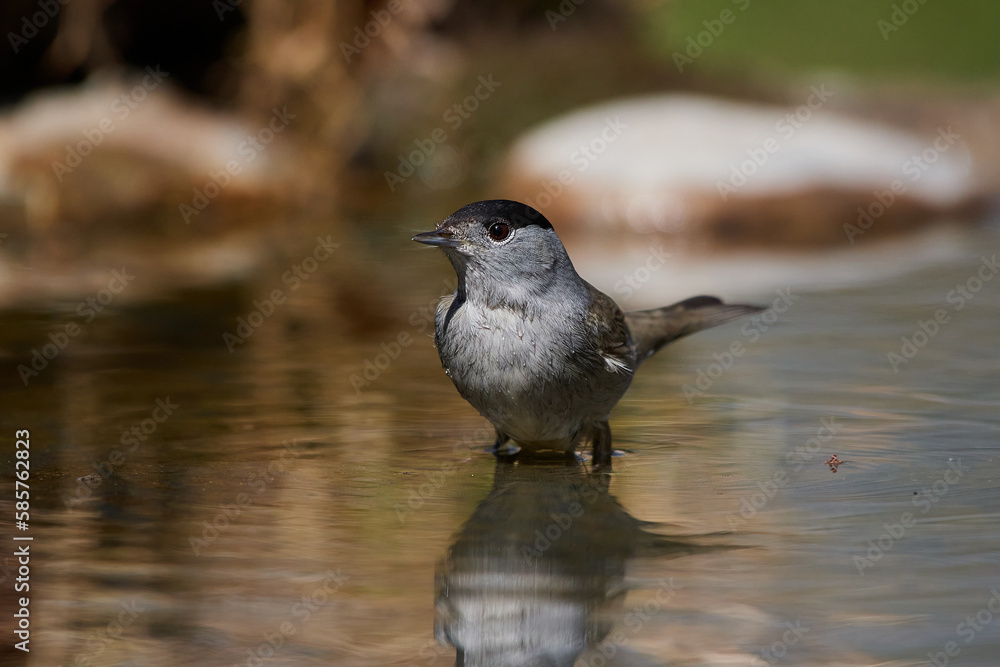 The blackcap,, Sylvia atricapilla,, in its natural environment, Danubian wetland, Slovakia The blackcap,, Sylvia atricapilla,, in its natural environment, Danubian wetland, Slovakia