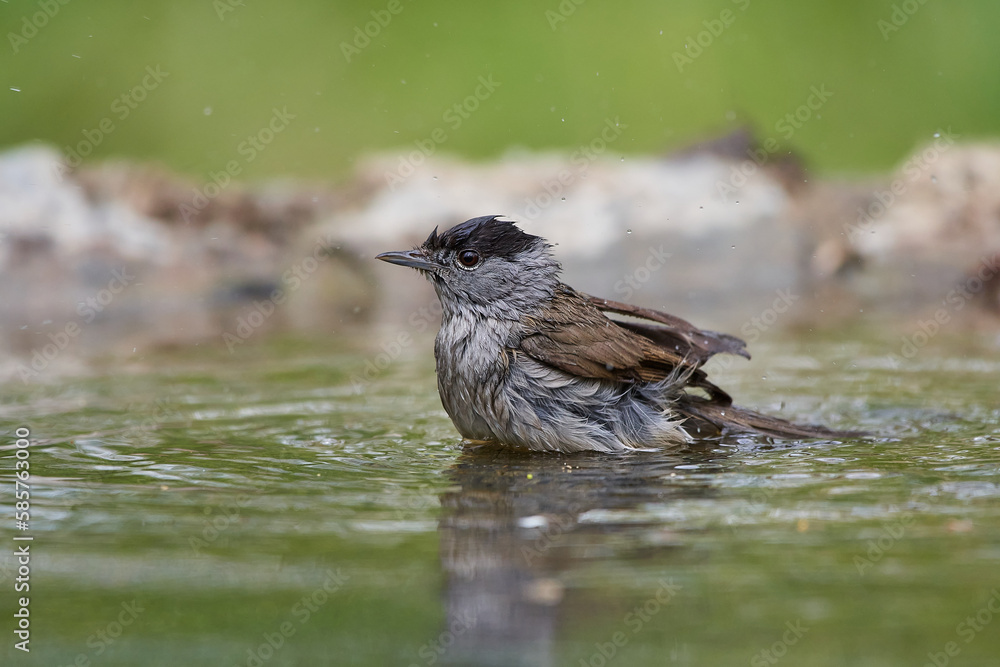 Obraz premium The blackcap,, Sylvia atricapilla,, in its natural environment, Danubian wetland, Slovakia