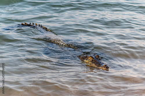 Saltwater Crocodile Tiwi Island Northern Territory Australia photo