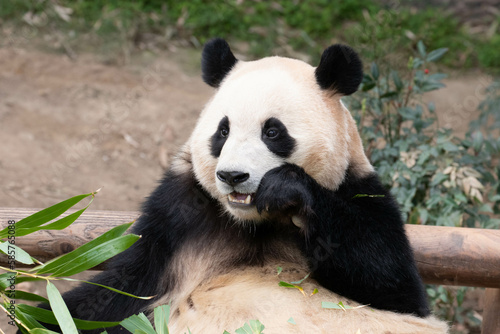 Close up Cute Fluffy Panda in South Korea