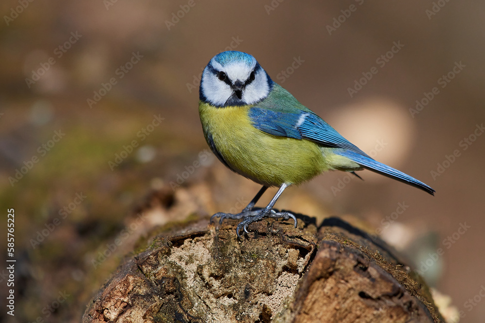 Blue tit,, Cyanistes caeruleus,, in its natural environment, Danubian wetland, Slovakia Blue tit,, Cyanistes caeruleus,, in its natural environment, Danubian wetland, Slovakia