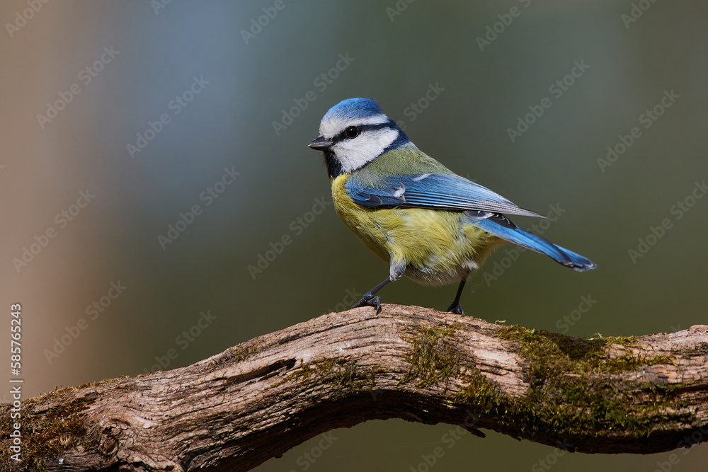 Blue tit,, Cyanistes caeruleus,, in its natural environment, Danubian wetland, Slovakia Blue tit,, Cyanistes caeruleus,, in its natural environment, Danubian wetland, Slovakia
