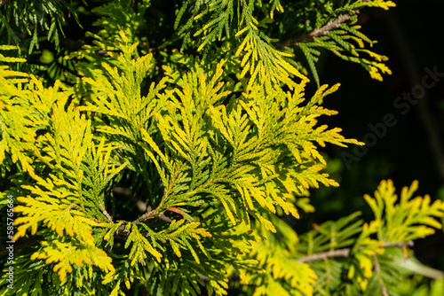 Thuja occidentalis Litomysl (northern or eastern white cedar) Close-up of yellow-green thuja leaf texture with blurred background. Selective focus. Interesting nature concept for background decoration photo