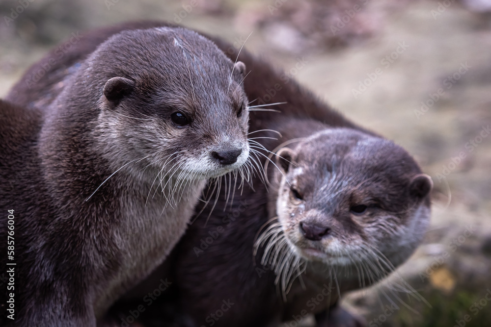 Two asian small clawed otters, Aonyx cinereus Two asian small clawed otters, Aonyx cinereus