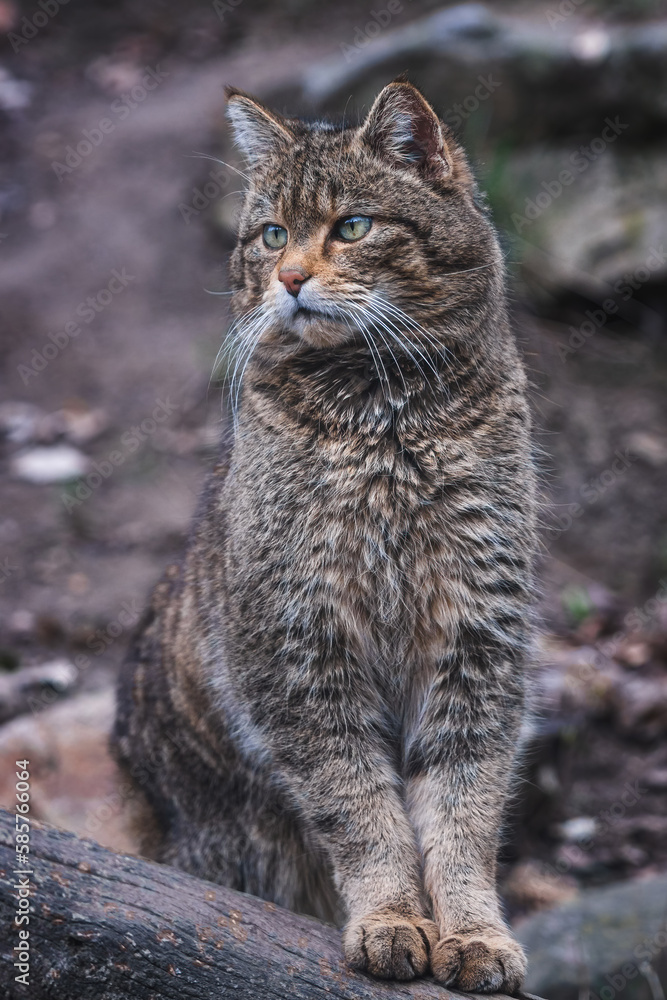 European wild cat, Felis silvestris
