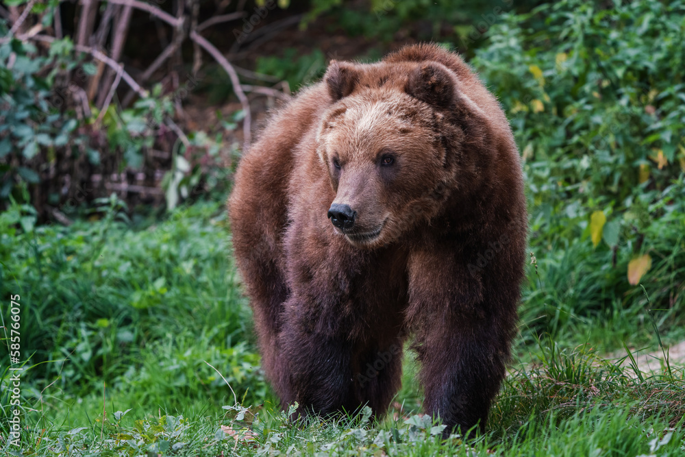 Kamchatka brown bear, Ursus arctos beringianus Kamchatka brown bear, Ursus arctos beringianus