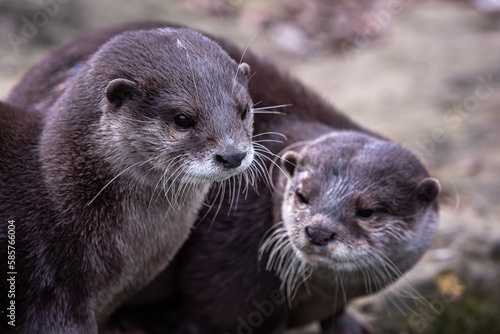 Two asian small clawed otters, Aonyx cinereus