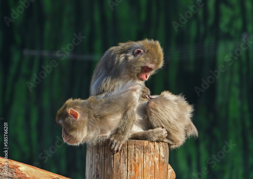 Bild auf Leinwand Japanese macaques  (Macaca fuscata) grooming