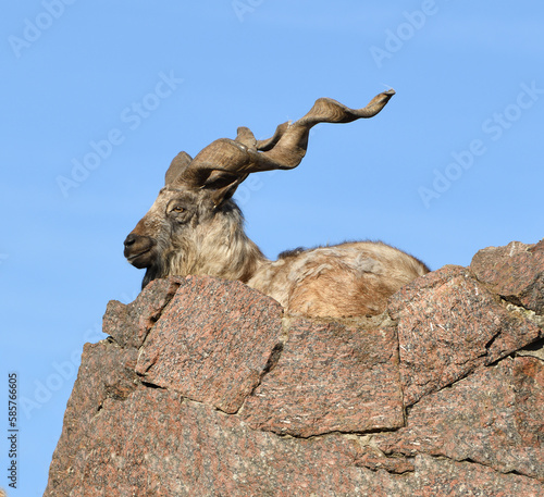 Obraz na płótnie Old male markhor (Capra falconeri) lies on rock