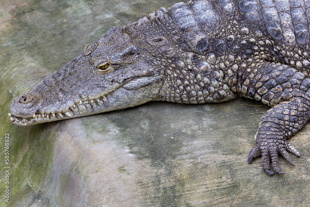 Fototapeta premium Crocodile resting on a rock. Close-up of the reptile's head