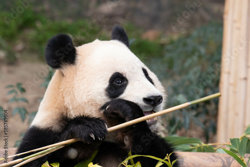 Fototapeta Naklejka Na Ścianę i Meble -  Close up Cute Fluffy Panda, Fu Bao, Everland  in South Korea