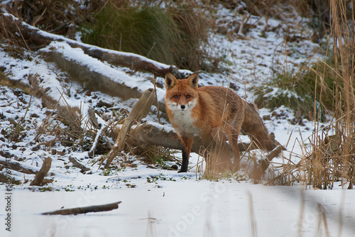 Red fox ,, vulpes vulpes,, in its natural environment, Danubian wetland, Slovakia © Tom
