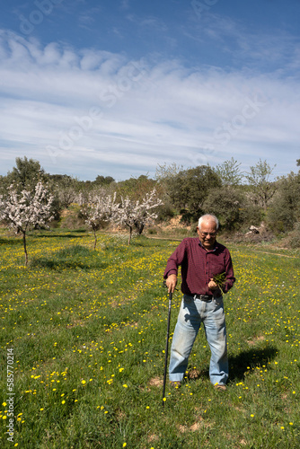old man with a walking stick in one hand and a bunch of wild asparagus in the other, an elderly retired country person on a spring day. © Cristina