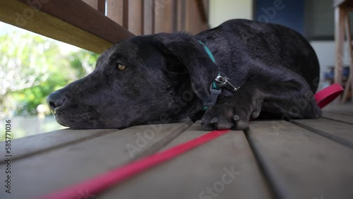 large black mixed breed dog sad and lonely watching from front porch photo