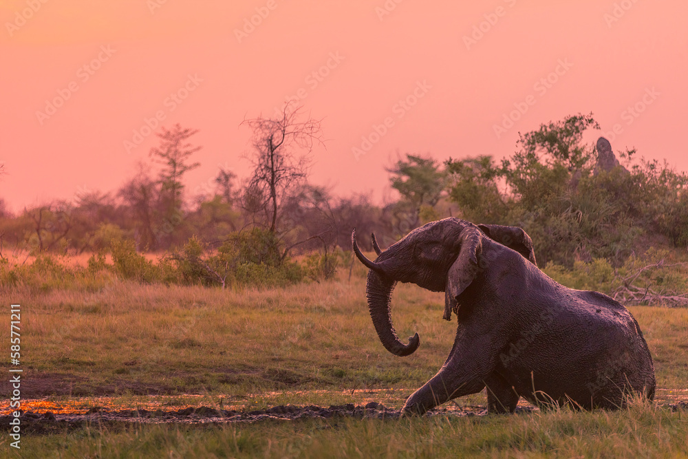 Fototapeta premium African bush elephant (Loxodonta africana) having a mud bath in a waterhole at sunset. Okavango Delta. Botswana