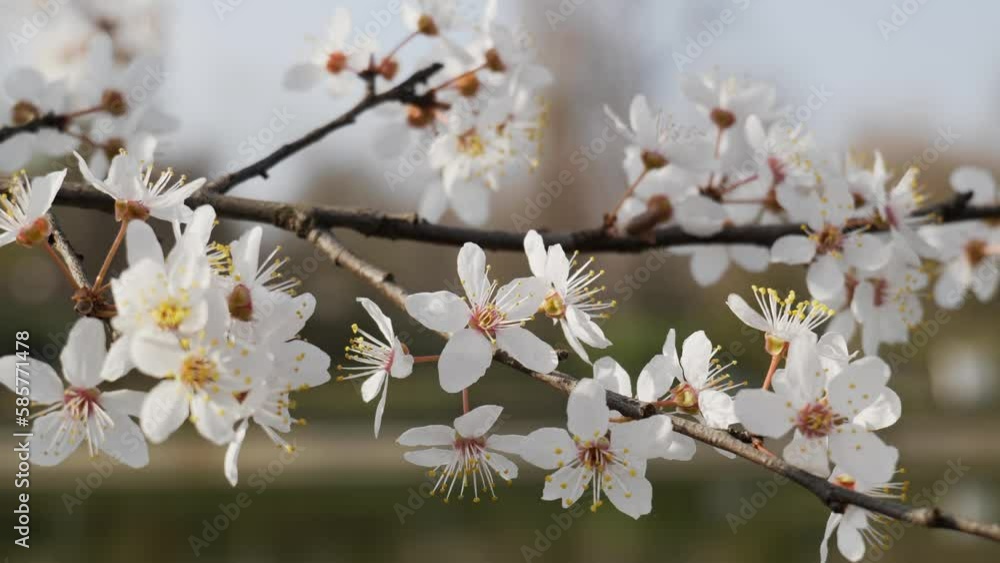 Spring White Flowers On Tree In Public Park