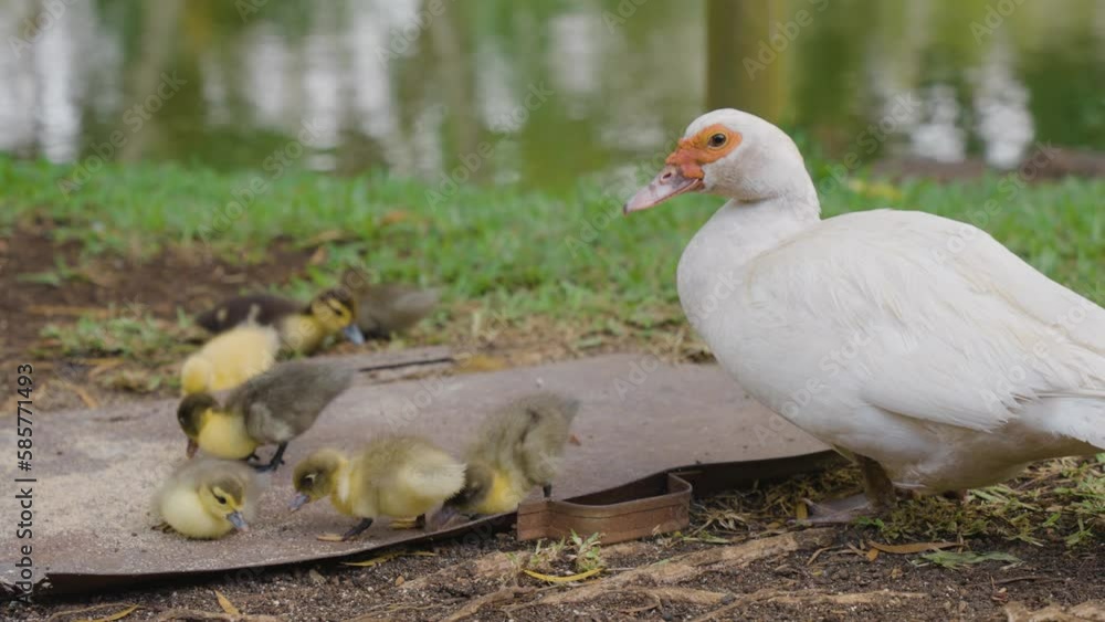 Mama duck and ducklings eating at the side of a pond. Mama duck and ducklings eating at the side of a pond.