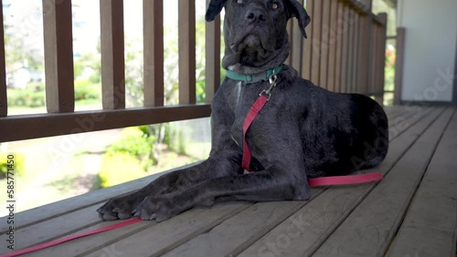 Great Dane Mastiff mixed breed dog lying down looks up alertly at sound photo