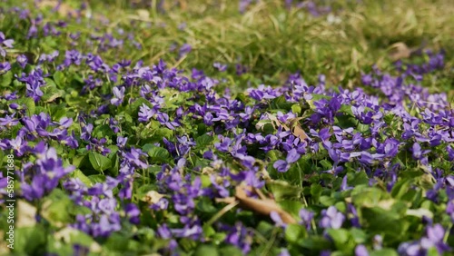 Viola Alpina Flowers. Alpine Pansy. Small Violet Flowers In The Park photo