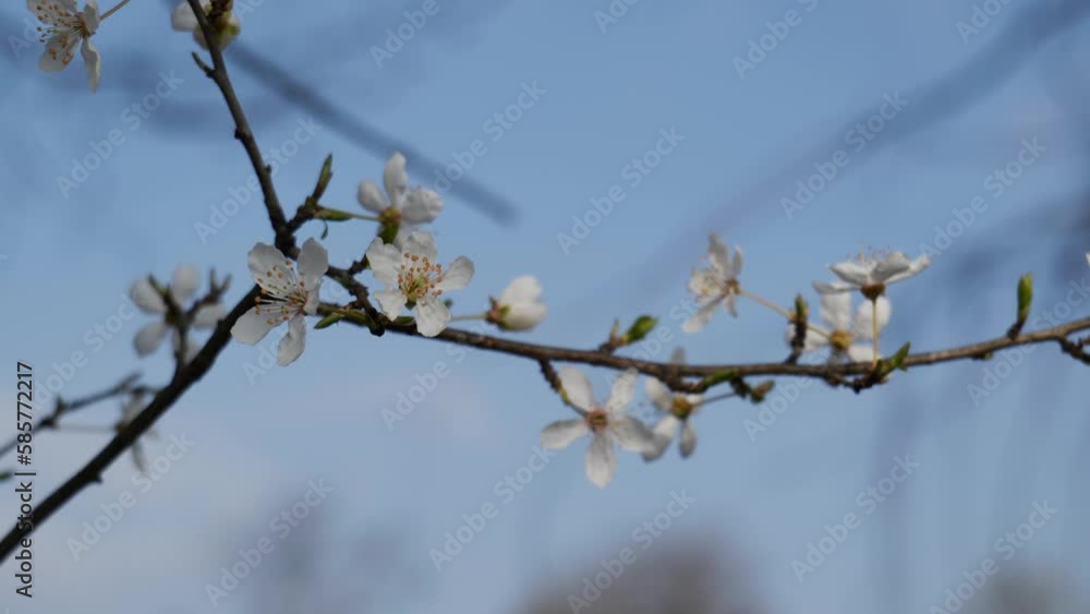 Beautiful Shot Of Tree Flower. White Flowers Against Blue Sky Beautiful Shot Of Tree Flower. White Flowers Against Blue Sky
