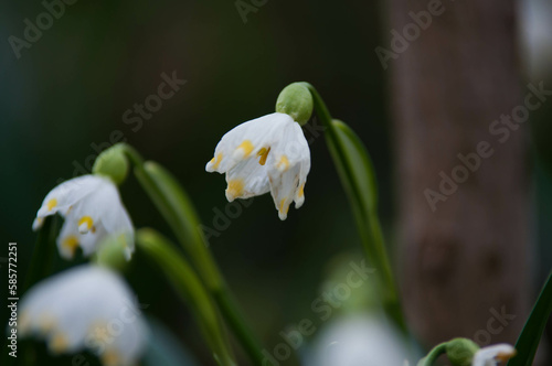 Kwiaty wiosną, las, mech, zieleń lasu, przebiśniegi, przebiśnieg, zawilec, biały kwiat © Freshfanpage