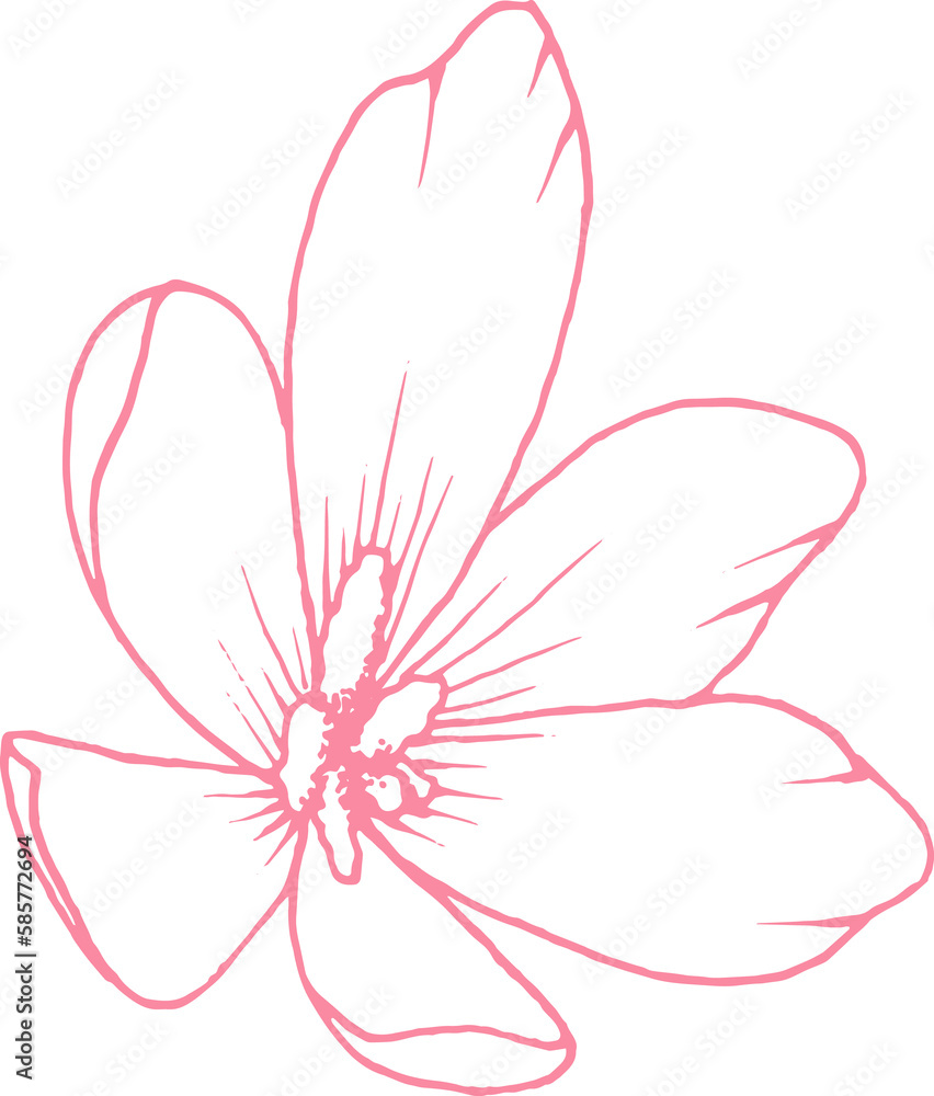 flower drawing . Hand draw for design flower drawing . Hand draw for design