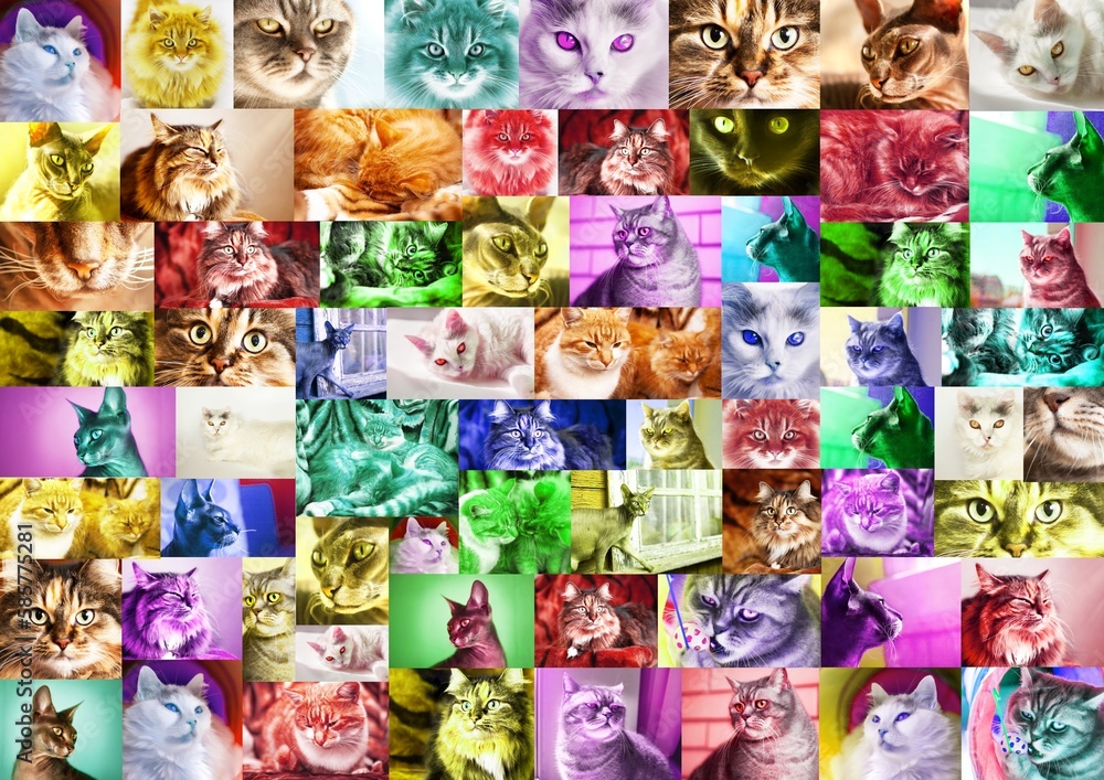 Fototapeta premium A collage, a mosaic of photos of cat portraits, toned in different colors. Abstract background, wallpaper.