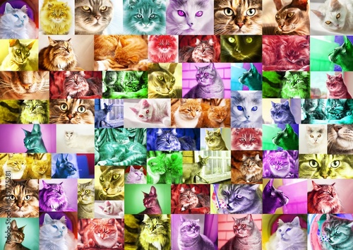 A collage, a mosaic of photos of cat portraits, toned in different colors. Abstract background, wallpaper.