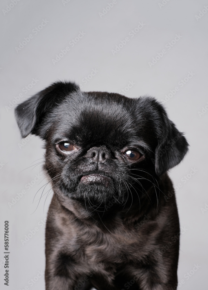 Portrait of pretty brabancon or griffon dog looking at the camera with serious face, sitting over white wall, closeup shot.