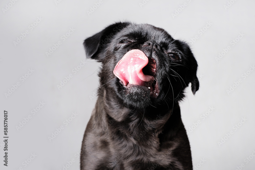 Portrait of pretty brabancon or griffon dog looking at the camera with open mouth and tongue, sitting over white wall, closeup shot. Portrait of pretty brabancon or griffon dog looking at the camera with open mouth and tongue, sitting over white wall, closeup shot.