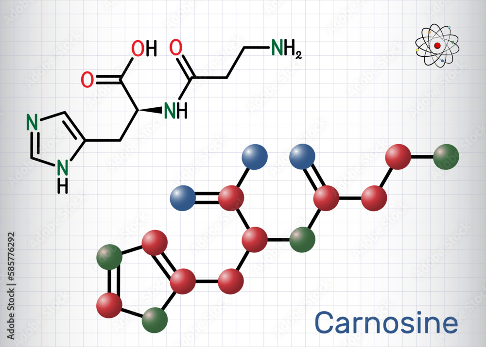 Carnosine dipeptide molecule. It is anticonvulsant, antioxidant, antineoplastic agent, human metabolite. Structural chemical formula, molecule model. Sheet of paper in a cage Carnosine dipeptide molecule. It is anticonvulsant, antioxidant, antineoplastic agent, human metabolite. Structural chemical formula, molecule model. Sheet of paper in a cage
