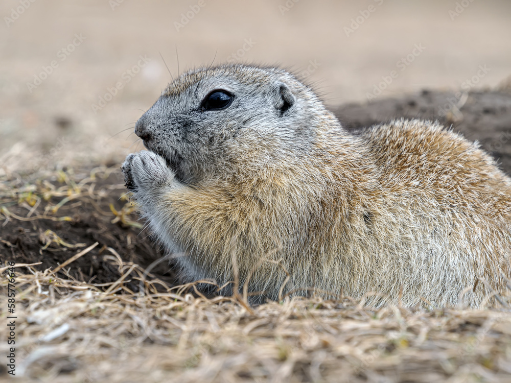 Naklejka premium The ground squirrel holds a piece of food in its front paws and eats it. Waking up rodent after season hibernation. Close-up portrait of a rodent.