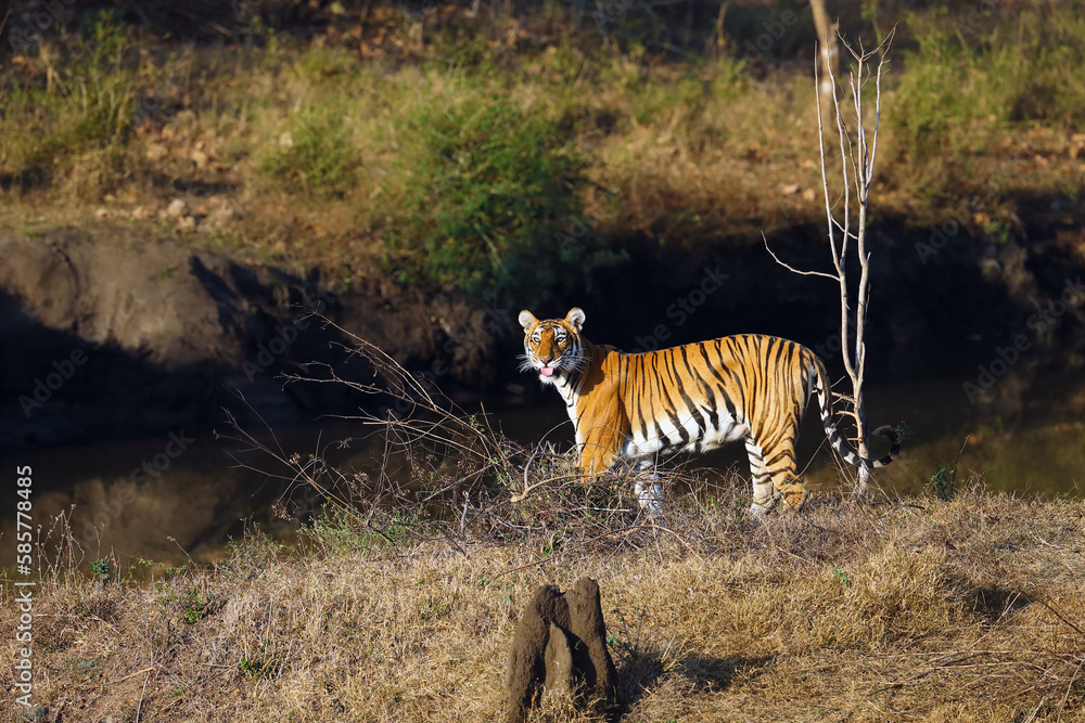 Obraz premium The Bengal tiger (Panthera tigris tigris) in a typical environment of the South Indian jungle. A young tigress at the edge of the forest by a hollow with water.