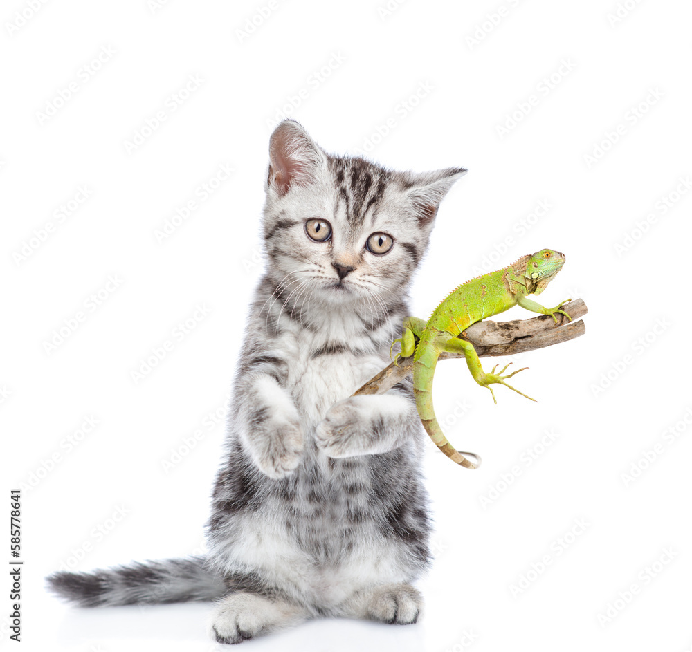 Cute kitten holds iguana on wooden stick. Isolated on white background