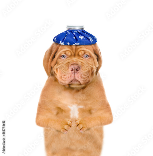 Sick sad Mastiff puppy with ice bag on his head looks at camera. Isolated on white background