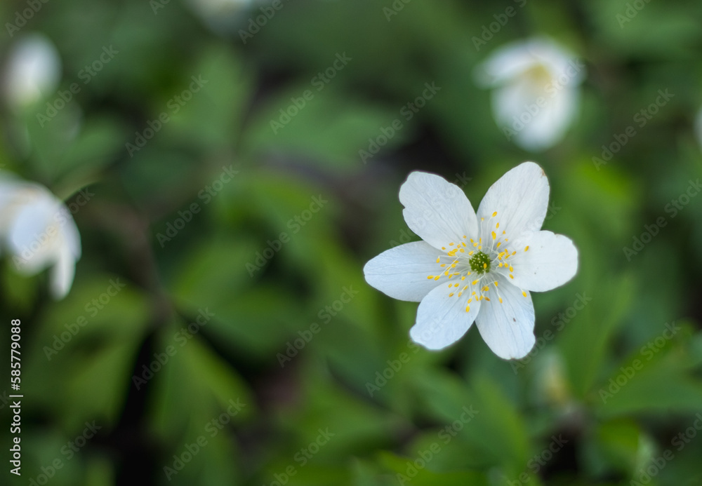 white anemones in the forest white anemones in the forest
