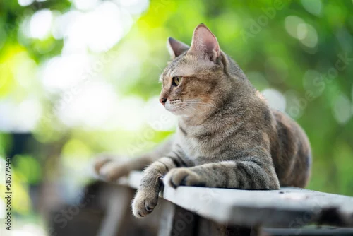 Fototapeta Tabby cat in the garden