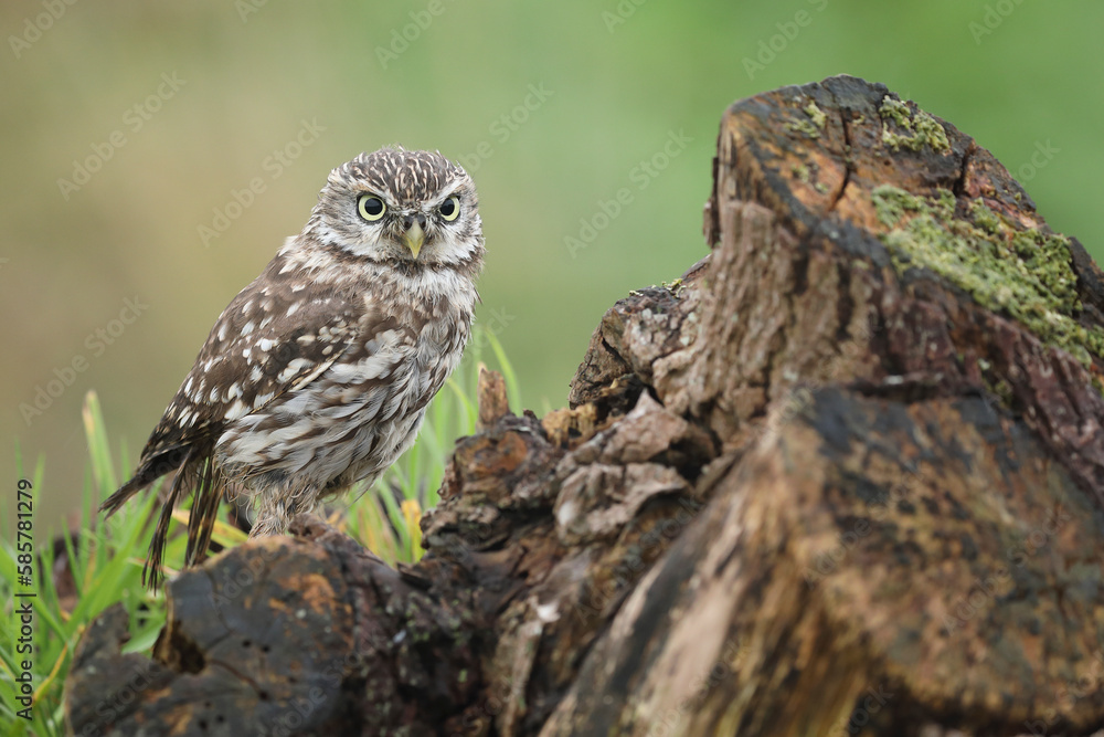 A portrait of a Little Owl on top of a willow
A portrait of a Little Owl on top of a willow